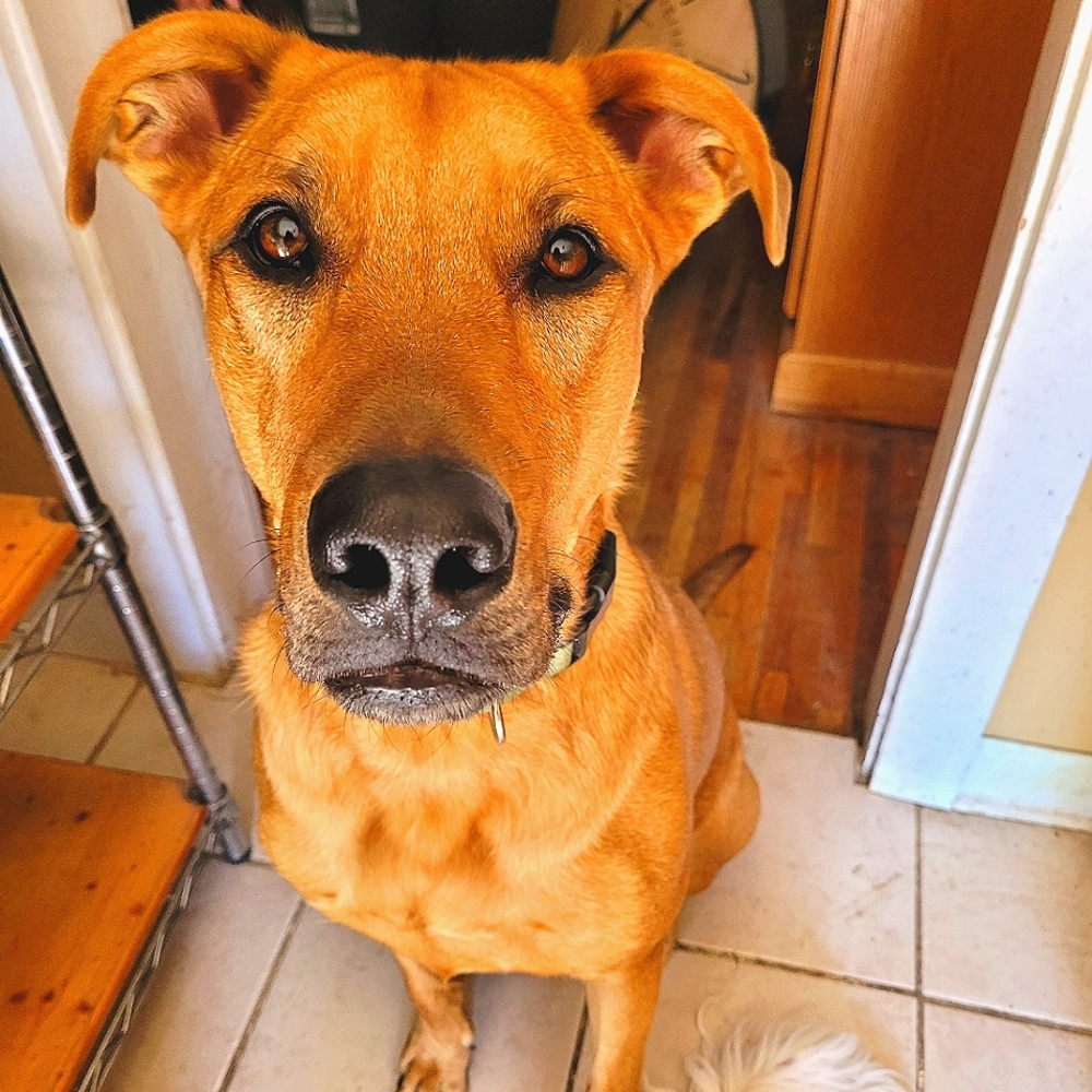 Meet your Posher, Petrichor & co.